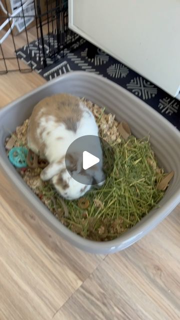 Mini Lop Bunny, Mini Lop Bunnies, Bunny Meme, Funny Bunny Videos, Lop Bunny, Rabbit Life, Mini Lop, Holland Lop, Bunny Lovers