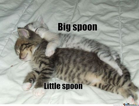 Hug Humor, Dog Thoughts, Cat Crying, Lol Pics, Big Spoon, Pregnant Dog, Kitten Pictures, Funny Cat Pictures, Funny Animal Memes