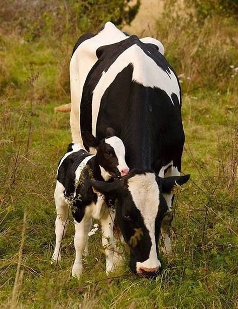 Black And White Cows, White Cows, Holstein Cows, Cow Calf, Dairy Cows, Baby Cows, Cute Cows, Sweet Animals, The Grass