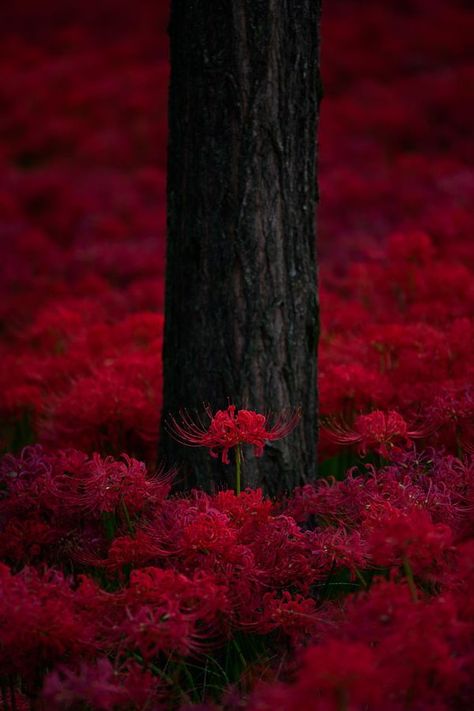 Lily Wallpaper, Red Spider Lily, Spider Lily, Red Spider, Red Lily, Lily Pattern, Red Aesthetic, Flower Illustration, Lily Flower