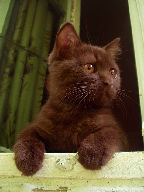 Brown Kitten❤️❤️❤️❤️ Adriana Core, Brown Kitten, Söt Katt, Brown Cat, Cat Aesthetic, Cute Kittens, Kitty Cats, Pretty Cats, Cute Little Animals