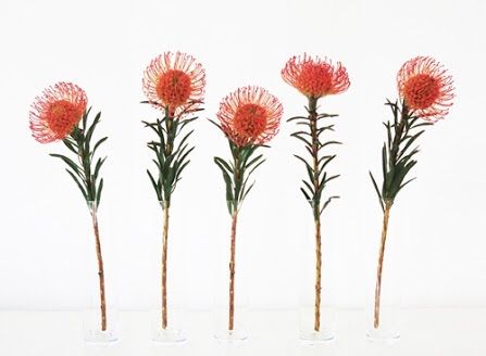 Mini pin cushion proteas Protea Tattoo, Pincushion Protea, Protea Art, Protea Flower, Search Google, Australian Native Plants, Pin Cushion, Ceramic Painting, Flower Tattoos