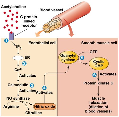 nitric oxide - Google Search Biochemistry Notes, Medical Images, Nitric Oxide Supplements, Signal Transduction, Medical Laboratory Science, Autonomic Nervous System, Cell Biology, Medical Laboratory, Laboratory Science