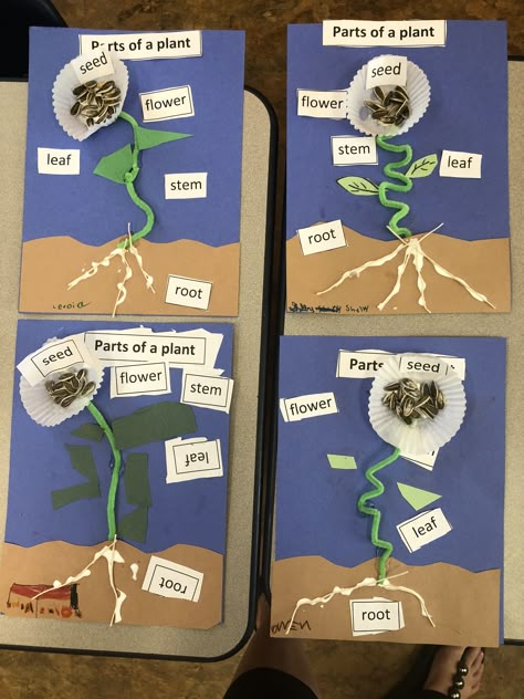 Plant Lessons, Preschool Garden, Plants Unit, Plant Activities, Plant Crafts, Spring Preschool, Plant Science, Petite Section, Kindergarten Science