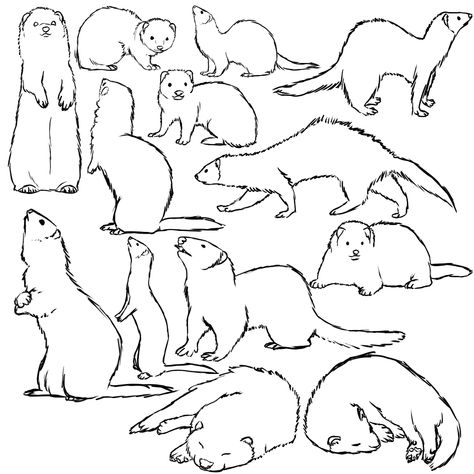 Ferret sketches..                                                                                                                                                                                 More Simple Ferret Tattoo, Marten Animal Drawing, Ferret Line Art, Ferret Drawing Sketches, Simple Ferret Drawing, How To Draw A Ferret, Ferret Drawing Reference, Dnd Ferret, Ferret Poses