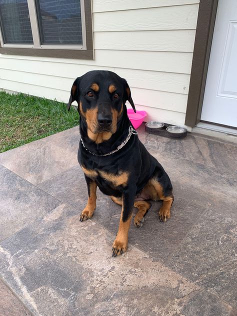 The calmest yet most protecting dog ever! American rottweiler 🥰 Rottweiler Muscle, Rottweiler In Snow, Angry Rottweiler, Roman Rottweiler Dog, Rottweiler Dog Angry, Rottweiler, Dogs, Animals