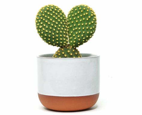 Bunny Cactus, Bunny Ear Cactus, Opuntia Microdasys, Sting Like A Bee, Cactus Pot, Moss Balls, Cactus Plant, Enchanted Garden, Mid Autumn