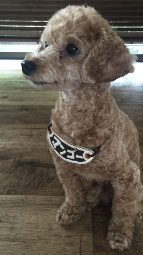 Toy Poodle Short Haircut, Poodle Short Haircut, Short Poodle Haircut, Toy Poodle Haircut, Poodle Haircuts, Poodle Haircut, Toy Poodles, Dog Haircuts, Yorkie Poo