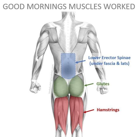 Good Morning Exercise, Hamstring Curl Machine, Barbell Good Morning, Build Glutes, Posterior Chain Exercises, Split Workout Routine, Benefits Of Squats, Hypertrophy Training, Lower Back Injury