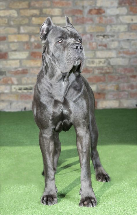 Bronson: Cane Corso Reserved for Sale - +44 (0)785 8120 456 Blue Cane Corso Puppy, Cane Corso Dog Blue, Blue Cane Corso, Chien Cane Corso, Cane Corso Italian Mastiff, Pet Anime, Cane Corsos, Wallpaper Dog, Bully Breeds Dogs