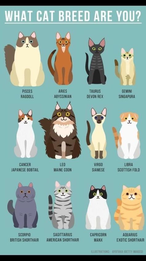 Cat Zodiac Signs, Zodiac Signs As Cats, Cat Astrology, Zodiac Cats, Zodia Pești, Cat Zodiac, Scorpio Virgo, Katt Grejer, Regnul Animal