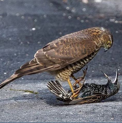 Sparrow Hawk, Deadly Animals, Sparrowhawk, Wildlife Nature, Starling, Birds Of Prey, Back To Nature, Nature Animals, 귀여운 동물