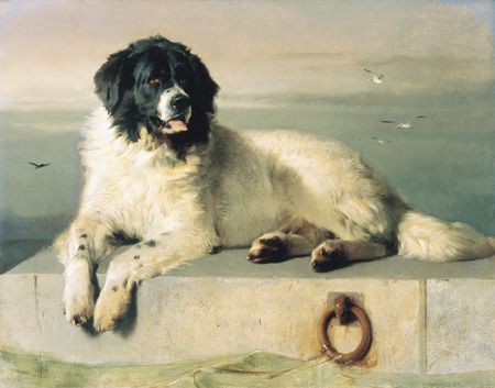 "Cora. A Labrador Bitch" by Edwin Landseer. This is one of Lucy's forebears. Landseer Dog, Newfie Dog, Edwin Landseer, Animal Painter, Paintings Of Dogs, Paintings Of Animals, Newfoundland Dogs, Pound Puppies, Canine Art