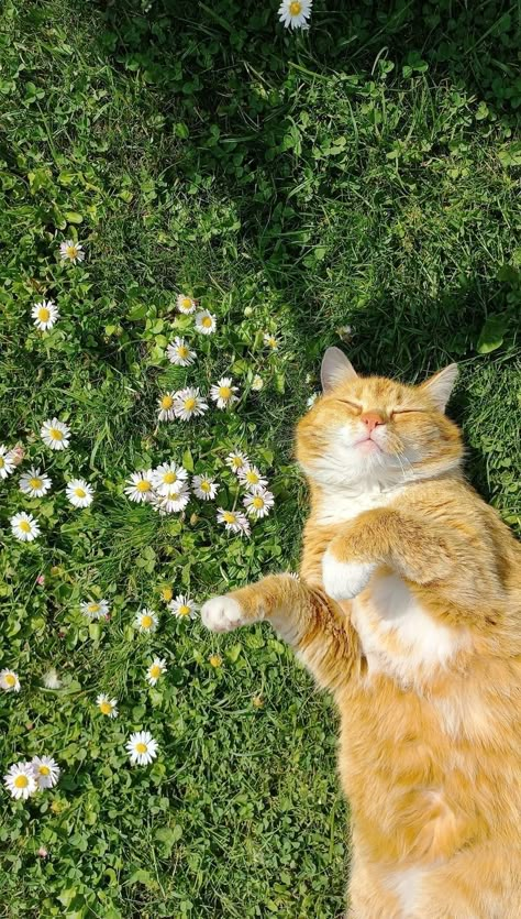 Sun Shine Wallpaper, Profile Photo For Whatsapp, Daisy Flower Aesthetic Wallpaper, Cat Wallpaper Lockscreen, Spring Cats, Wallpaper Pc 4k, Seasons Aesthetic, Fake Photo Short Hair, Sun Aesthetic