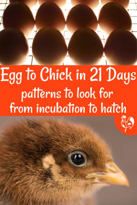 Candling Chicken Eggs, Chicken Eggs Hatching, Hatching Chicken Eggs, Chicken Brooder Box, Incubating Eggs, Incubating Chicken Eggs, Chicken Egg Colors, Raising Meat Chickens, Egg Facts