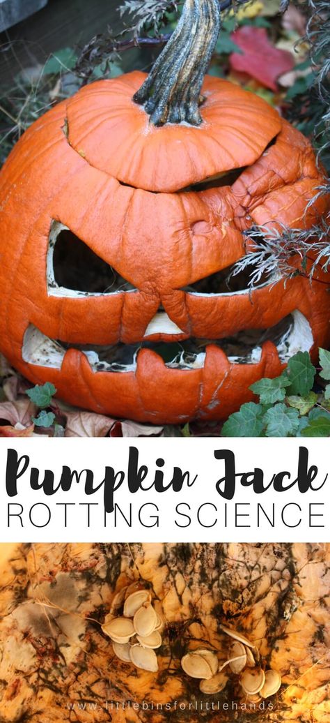 Pumpkin Jack Book, Pumpkin Jack Activities, Rotting Pumpkin, October Science, Holiday Stem Activities, Pumpkin Science Experiment, Pumpkin Activity, Prek Science, Autumn Preschool Theme