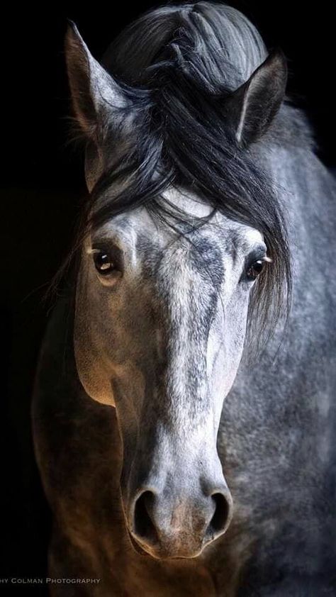 Beautiful Horses Photography, Horse Inspiration, Most Beautiful Horses, Grey Horse, Horse Portrait, Majestic Horse, Horse Drawings, All The Pretty Horses, Horse Crazy