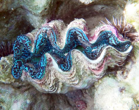 Giant Clam Sea Clams, Walking With Dinosaurs, Giant Clam, Sea Plants, Sushi Art, Sea Slug, Beautiful Sea Creatures, The Reef, Underwater Creatures