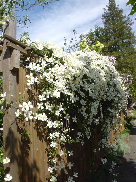 Montana clematis
Clematis in full bloom Climbing Clematis, Clematis Montana, Clematis Plants, Gardening 101, Romantic Garden, White Gardens, Clematis, Garden Planning, Anemone