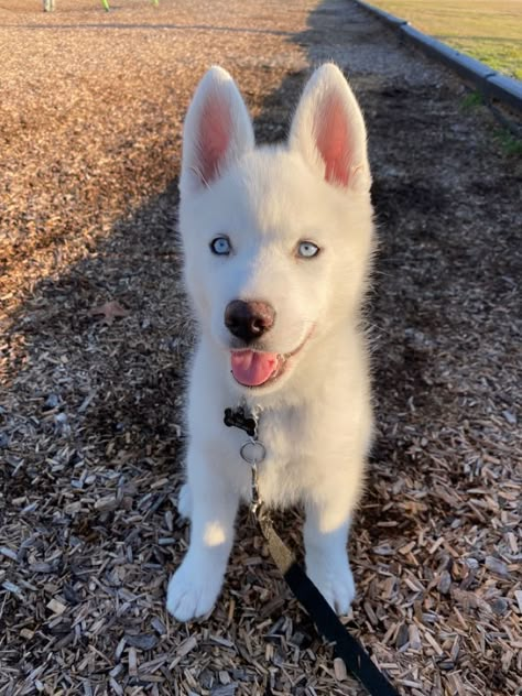 White Dog Blue Eyes, Blue Eyed Puppy, Husky Dogs Blue Eyes, White Husky With Blue Eyes, Blue Eyed Husky Puppy, All White Husky, Dogs With Blue Eyes, Blue Eyed Husky, White Husky Puppy