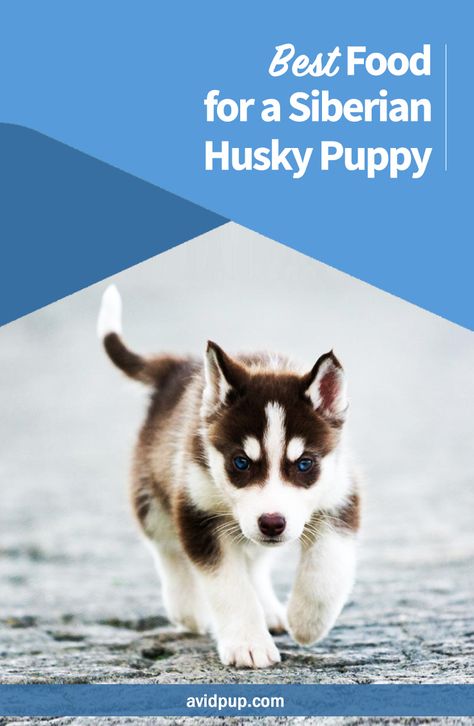 Best Food for a Siberian Husky Puppy Husky Breeds, Siberian Husky Puppies, Siberian Husky Dog, Dog Exercise, Best Dog Food, Corgi Puppy, Labrador Puppy, Husky Puppy, Labrador Retriever Dog