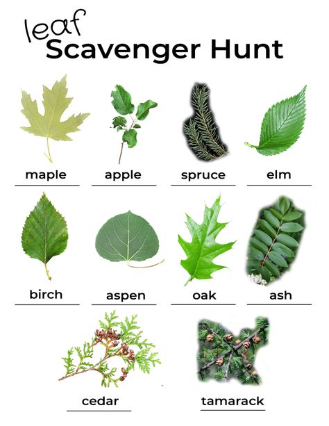 Leaf Scavenger Hunt, Scavenger Hunt List, Leaf Identification, Back To Work, Scavenger Hunt, A To Z, Cactus Plants, Start Up, Plant Leaves