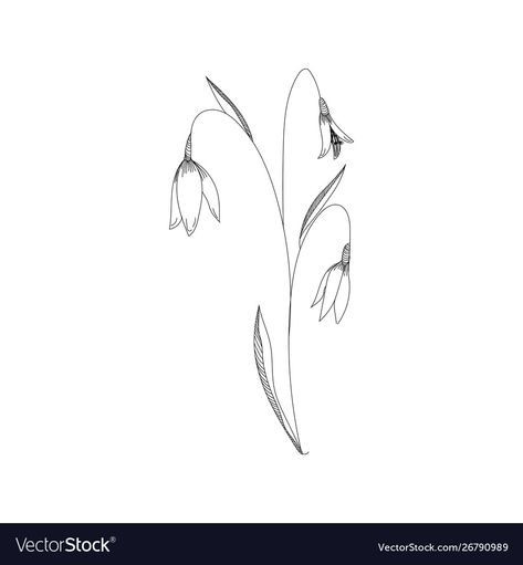 Snowdrop Bouquet Tattoo, Snowdrop Drawing, Snowdrop Flower Drawing, Snowdrop Line Drawing, January Snowdrop Tattoo, Snowdrops Flower Drawing, January Flower Tattoo Snowdrop, Snowdrop Flower Line Drawing, Snowdrop Flower Illustration