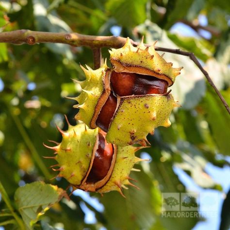 Horse Chestnut Horse Chestnut Tree, Horse Chestnut Trees, Chestnut Tree, Horse Chestnut, Maple Trees, Japanese Maple Tree, Chestnut Trees, Specimen Trees, Chestnut Horse