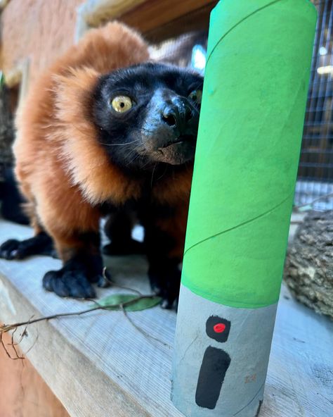 May the Fourth be with you ✨ The lemurs have chosen their lightsabers; which one would you choose? Our creative Zookeepers come up with the best ideas for enrichments. All of our animals, from mammals and birds, to reptiles get some form of enrichment to keep their minds stimulated and healthy. If you visit the Zoo regularly, and especially on holidays, there’s a good chance you’ll see these enrichments in action! #staugustinealligatorfarm #enrichment #lemurs #starwarsday #maythefourthb... Zoo Enrichment, Enrichment Projects, Animal Enrichment, May The Fourth Be With You, May The Fourth, Star Wars Day, The Zoo, Reptiles, Alligator