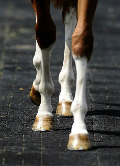 Chrome Horse Anatomy, Horse Aesthetic, Most Beautiful Animals, Majestic Horse, Model Horses, All The Pretty Horses, Horse Drawings, Horse Crazy, Horse Sculpture