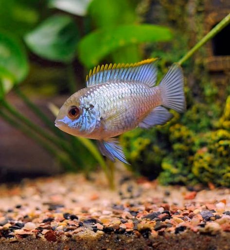 Blue acara cichlid Platy Fish, South American Cichlids, Tropical Fish Tanks, Community Tanks, African Cichlids, Cool Tanks, Angel Fish, Big Fish, Freshwater Fish