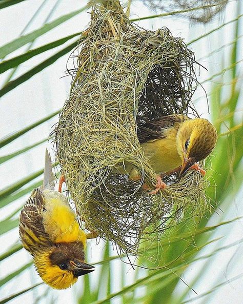 Baya Weavers (Ploceus philippinus) constructing their nest. In India by Birendra Kumar. The male bird usually builds the nest half way, up to the so-called helmet stage that consists of partly of the living chamber. He then tries to get his mate to be interested in the half-built nest. Once he has her approval, he will continue with the construction, completing it with a tube-like structure below the entrance. Natural Ecosystem, Wild Bird, Nature Birds, Beautiful Landscape Wallpaper, In Pairs, The Nest, All Birds, Wild Nature, Pretty Birds