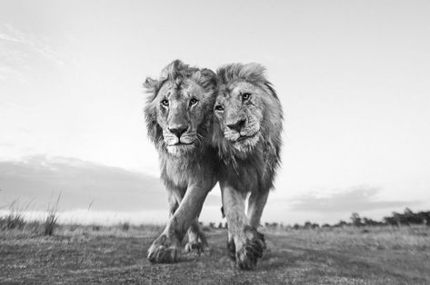 2022 Global Photo Contest Winners | The Nature Conservancy Dragon Blood Tree, Two Lions, Photo Awards, Varadero, Nature Conservation, Amazing Nature Photos, Winter Print, African Elephant, Maasai