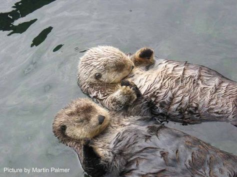 Otter's actually hold their partner's hand when they are sleeping so they don't float away from each other. true story. Sea Otters Holding Hands, Otters Holding Hands, Wolverine Xmen, Vancouver Aquarium, Otters Cute, Star Wars Episode Iv, Sea Otters, Mind Blowing Facts, Wooly Mammoth