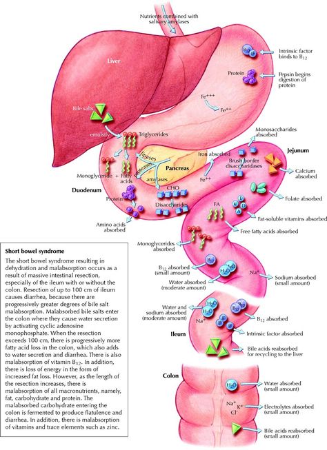 Absorption of metabolites in GI tract... Sistem Pencernaan, Human Anatomy And Physiology, Nursing Tips, Anatomy Physiology, Nurse Stuff, Nursing Education, Nursing Notes, Nursing Study, Medical Knowledge