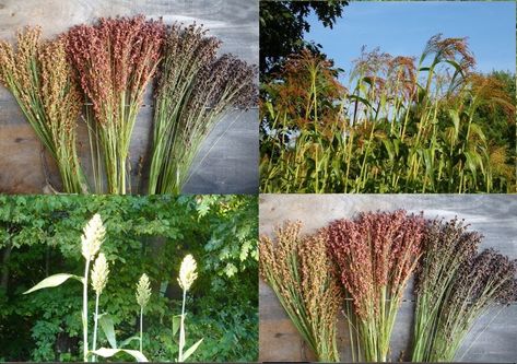 Broom Corn, Foraging Recipes, What To Use, Grain Foods, Brooms, Autumn Colors, Beautiful Wreath, Garden Planning, Shades Of Red