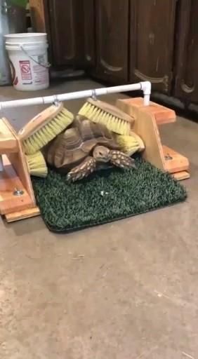 Tartaruga Habitat, Turtle Aesthetic, Turtle Enclosure, Red Footed Tortoise, Turtle Care, Tortoise House, Tortoise Enclosure, Tortoise Care, Baby Tortoise