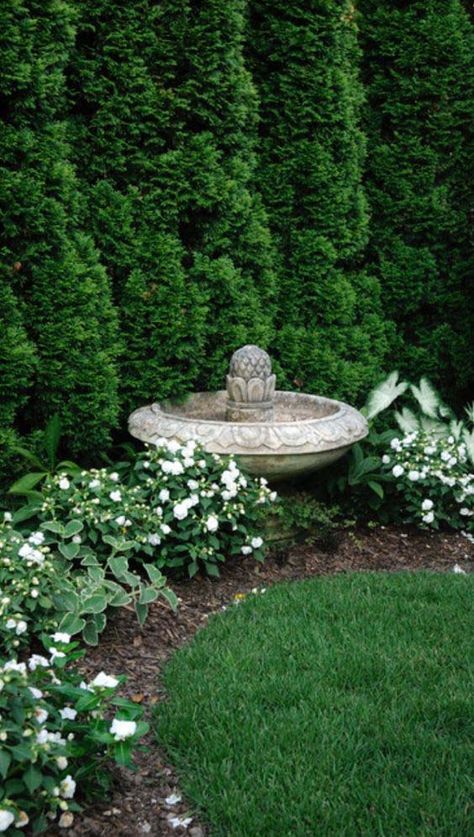 White Flowering Shrubs, Amazing Landscaping Ideas, Landscape Tips, Mulch Landscaping, Privacy Landscaping, Flowers And Greenery, Bird Bath Garden, Garden Shrubs, Diy Outdoor Decor