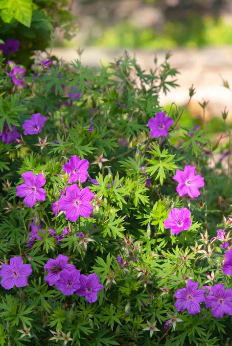 Hardy geraniums (Geranium spp.) are also known as perennial geraniums or cranesbill geraniums. They are adaptable, easy to grow, and bloom for months. #gardeningadvice #houseplanthacks #howtogrow #indoorflowers #plantparenttips #thespruce Perennial Geraniums, Rozanne Geranium, Geranium Care, Geranium Rozanne, Cranesbill Geranium, Wild Geranium, Geranium Plant, Green Gardens, Sunny Garden