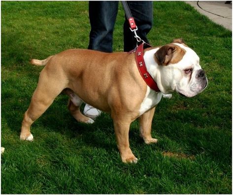 Gray English Bulldog, Valley Bulldog, Mexican Bulldog, Shoulder Training, Victorian Bulldog, Bulldog With Sunglasses, Like A Lion, 6 Month Olds, New Forest