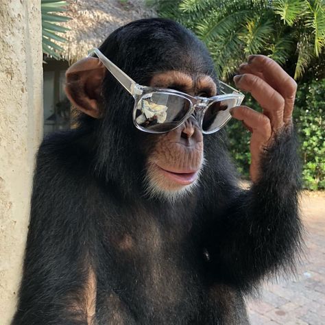 One cool little chimp 😎 #limbani #notapet #conservation #chimpanzee #endangeredspecies #zwf #zwfmiami @zwfmiami November 8, On Instagram, Instagram