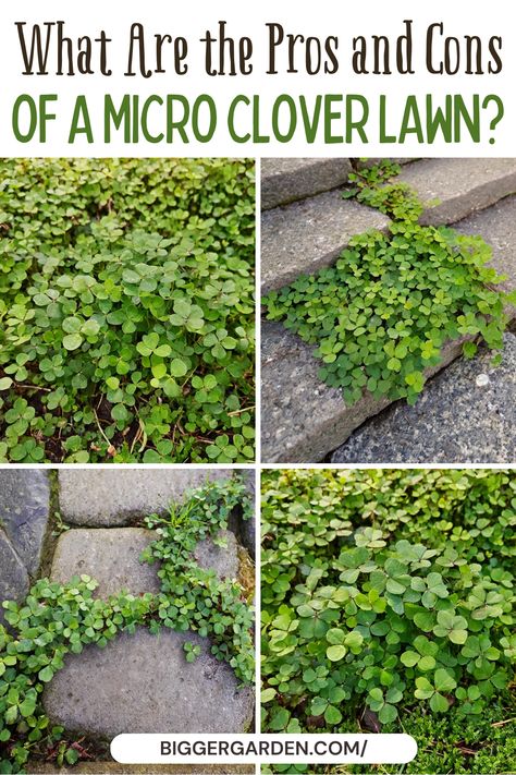 Micro clover lawns are a popular lawn alternative for backyard landscaping designs. This guide explores both the benefits and potential drawbacks, perfect for those looking to create low-maintenance ground cover for their lawn and landscape projects. Lawn To Meadow, Clover Landscaping, Grass Alternative Backyard, Lawn Replacement Ideas, Micro Clover Lawn, Meadow Lawn, Clover Lawns, Micro Clover, Small Rock Garden Ideas