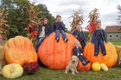 Fruits And Vegetables Pictures, Giant Vegetable, Ghost Photo, Pumpkin Vegetable, Vegetable Pictures, Diy Garden Bed, Biggest Pumpkin, Large Pumpkins, Pumpkin Contest