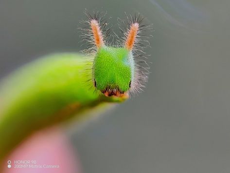 Green Horned caterpillar (Melanitis leda) - Asnoj Soroño Ponce Horned Caterpillar, Arthropods, Caterpillar, Bugs, Insects, Animals, Green, Bugs And Insects