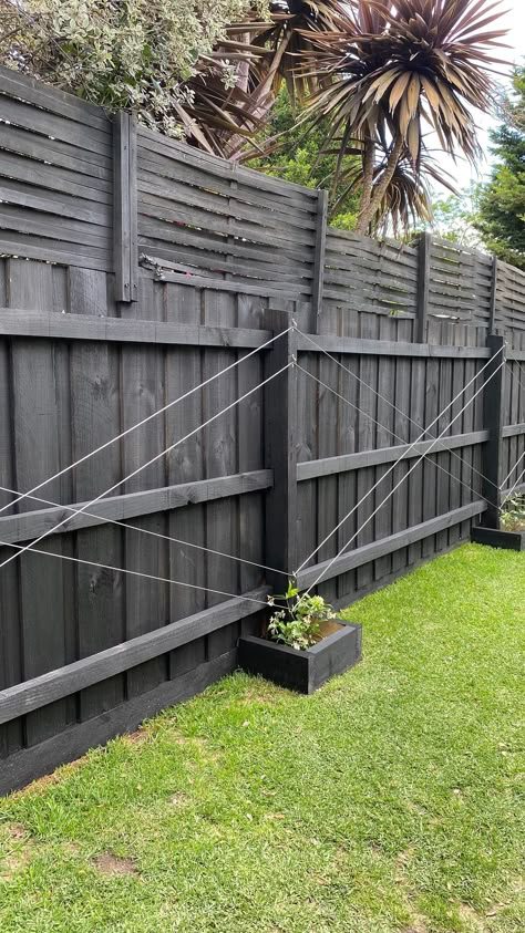 Espalier Trellis Ideas, Star Jasmine Espalier, Jasmine Garden Ideas, Trellis In Front Of Fence, Espalier Jasmine, Star Jasmine Trellis Ideas, Jasmine Vine Trellis, Jasmine On Fence, Wire Trellis Ideas