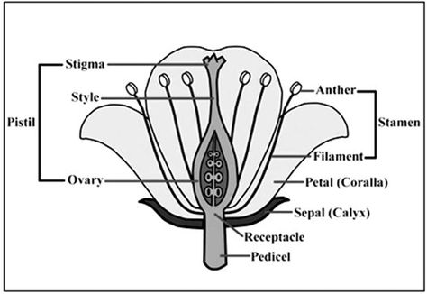 Dihybrid Cross, Biology Diagrams, Human Respiratory System, Class 10 Science, Cbse Class 10, Plants Worksheets, Excretory System, Science Board, Human Digestive System