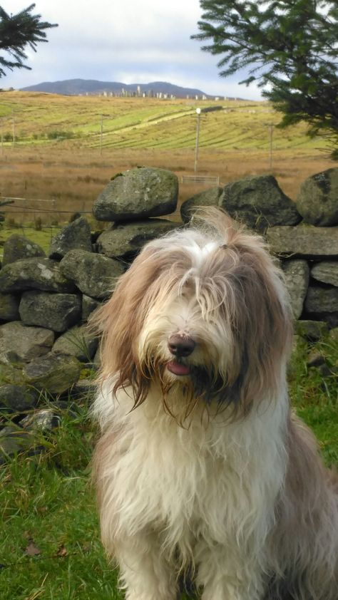 Bearded Collie Puppies, English Dogs, Every Dog Breed, Disabled Dog, Sheep Dog, Dog Haircuts, Tibetan Terrier, Collie Puppies, Bearded Collie