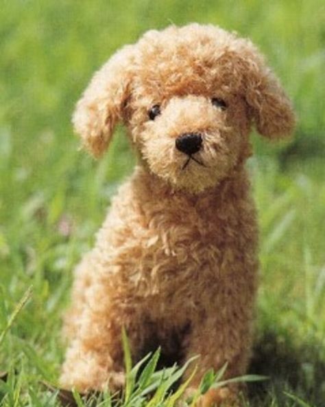 Poodle Plushie Sewing Pattern (Sasakino) | Craft Resource Wiki | Fandom Dog Stuffed Animal Pattern Sewing, Plush Dog Pattern, Dog Plush Pattern, Puppy Sewing Pattern, Stuffed Dog Pattern, Sew Animals, Poodle Stuffed Animal, Dog Sewing Patterns, Dog Patterns