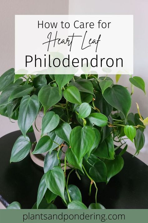 The heartleaf philodendron is a beautiful vining plant with heart-shaped leaves. Click to learn everything you need to know about how to keep your heartleaf philodendron happy! | philodendron care | houseplants | indoor plants | philodendron hederaceum House Plants Philodendron, Heart Shaped Plants, Million Hearts Plant, Philodendron Potting Ideas, Heart Philodendron Plant, Heart Shaped Leaf Plant, Heartleaf Philodendron Care, Heart Leaf Philodendron Care, Types Of Philodendron Plants