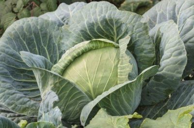 Cabbage Varieties, Making Sauerkraut, Cabbage Plant, Fall Crops, Scientific Poster, Brassica Oleracea, Cabbage Seeds, Heirloom Vegetables, Aromatic Herbs